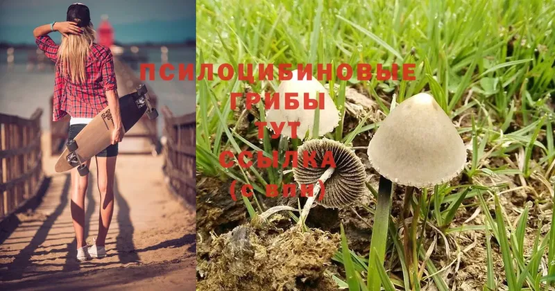 Галлюциногенные грибы Cubensis  что такое   мега маркетплейс  Обнинск 